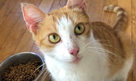 4 lovable kitties to adopt now in Philadelphia