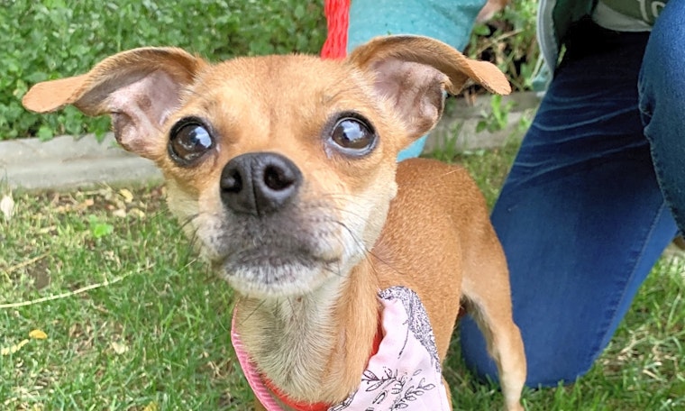Looking to adopt a pet? Here are 7 cuddly canines available in Santa Ana