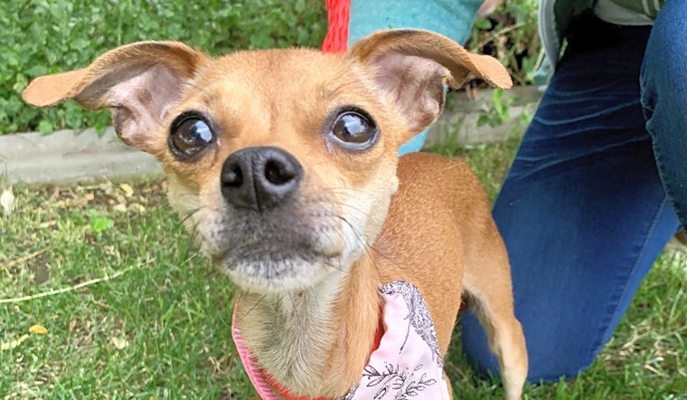 Looking to adopt a pet? Here are 7 cuddly canines available in Santa Ana
