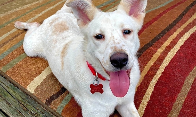 These Boston-based puppies are up for adoption and in need of a good home