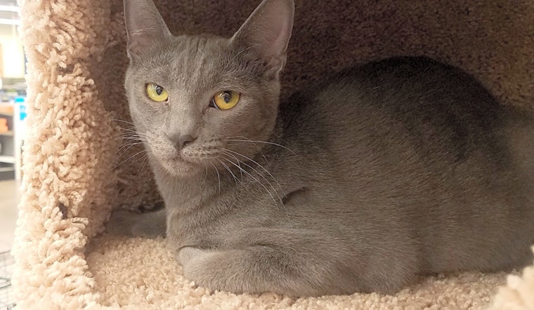 Want to adopt a pet? Here are 6 cuddly kittens to adopt now in Tucson