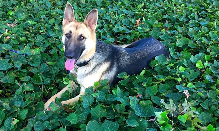 Want to adopt a pet? Here are 6 lovable pups to adopt now in Plano