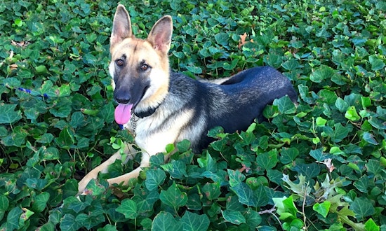 Want to adopt a pet? Here are 6 lovable pups to adopt now in Plano