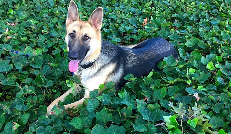 Want to adopt a pet? Here are 6 lovable pups to adopt now in Plano