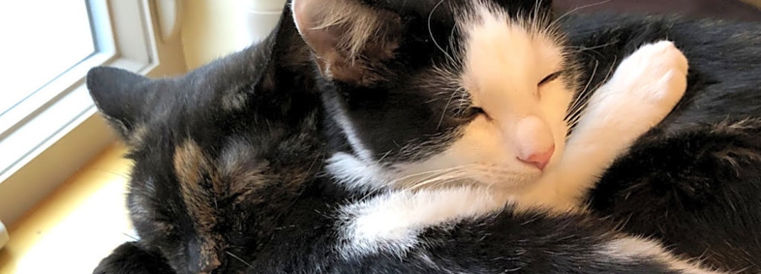 These Colorado Springs-based felines are up for adoption and in need of a good home