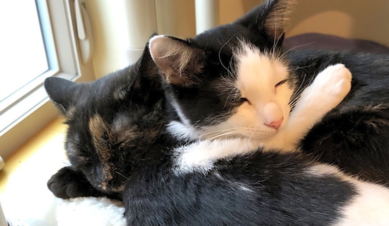 These Colorado Springs-based felines are up for adoption and in need of a good home