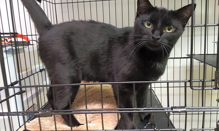 These Louisville-based kittens are up for adoption and in need of a good home