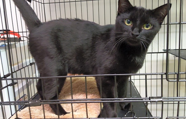 These Louisville-based kittens are up for adoption and in need of a good home