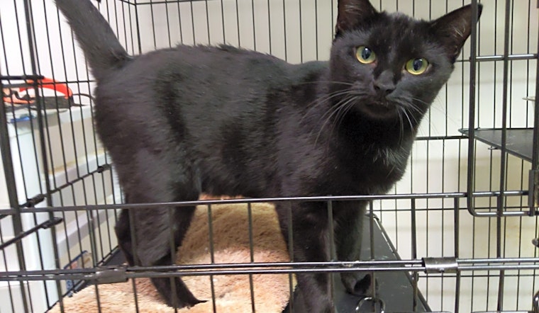 These Louisville-based kittens are up for adoption and in need of a good home