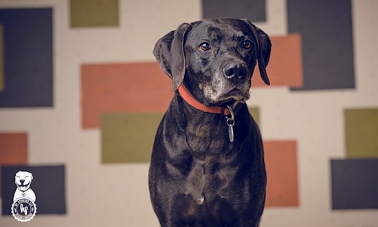 These Portland-based canines are up for adoption and in need of a good home