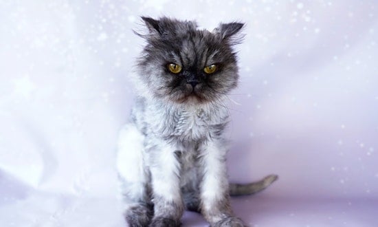 5 cool kitties to adopt now in Orlando