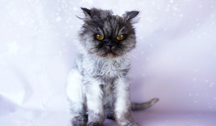 5 cool kitties to adopt now in Orlando