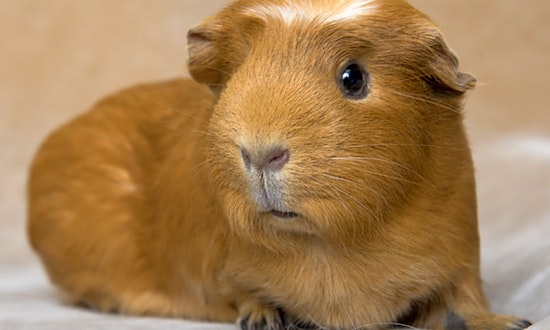 Want to adopt a pet? Here are 5 lovable pets to adopt now in Chicago