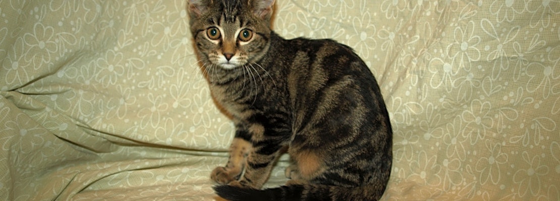 6 fluffy felines to adopt now in Kansas City