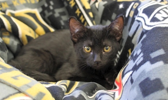 These Las Vegas-based kittens are up for adoption and in need of a good home