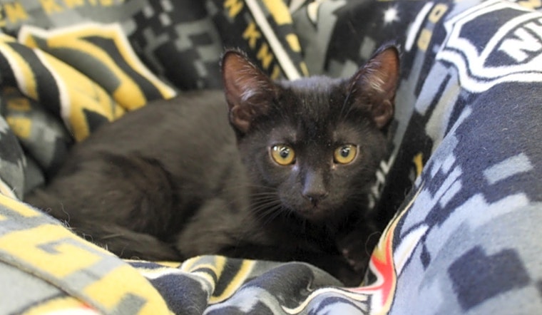 These Las Vegas-based kittens are up for adoption and in need of a good home