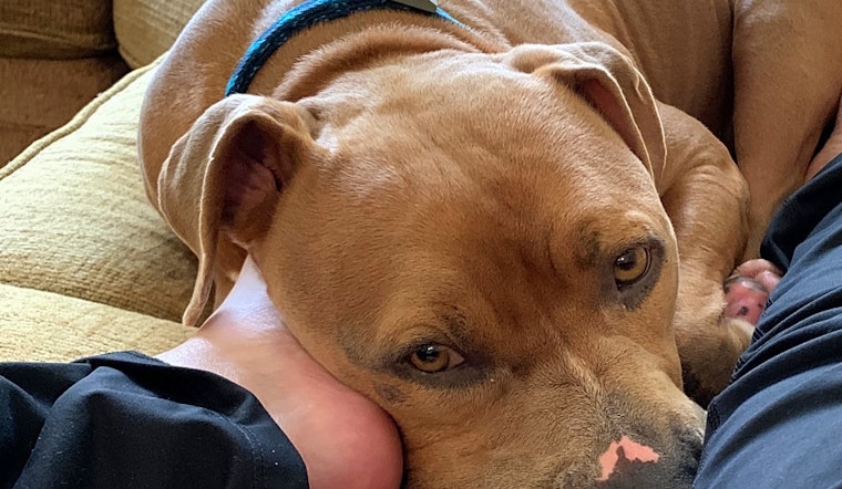 Looking to adopt a pet? Here are 7 lovable pups to adopt now in Tampa
