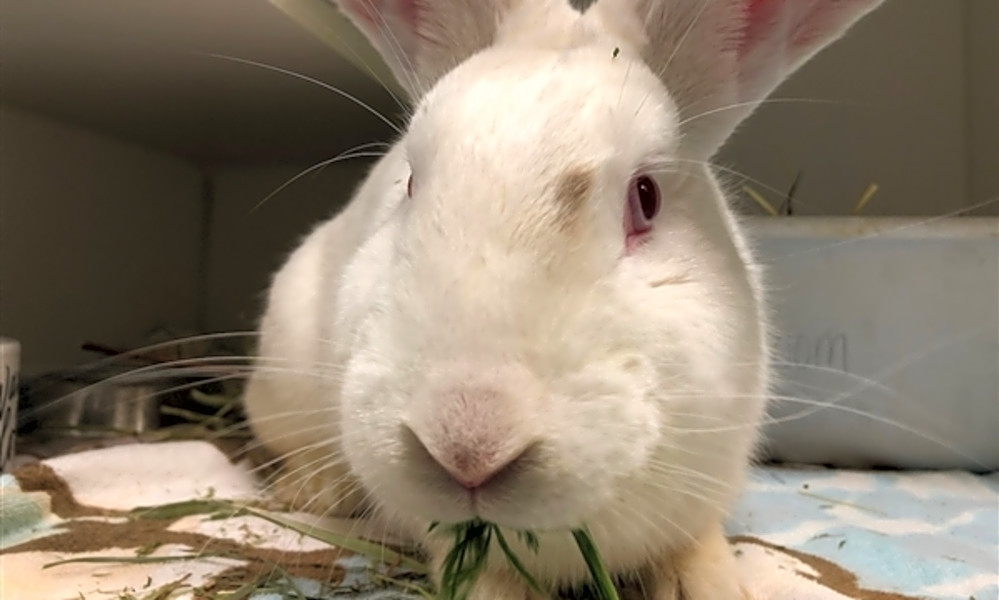 These New York City-based rabbits are up for adoption and in need of a