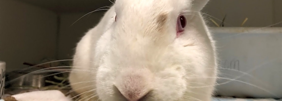These New York City-based rabbits are up for adoption and in need of a