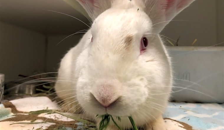 These New York City-based rabbits are up for adoption and in need of a good home