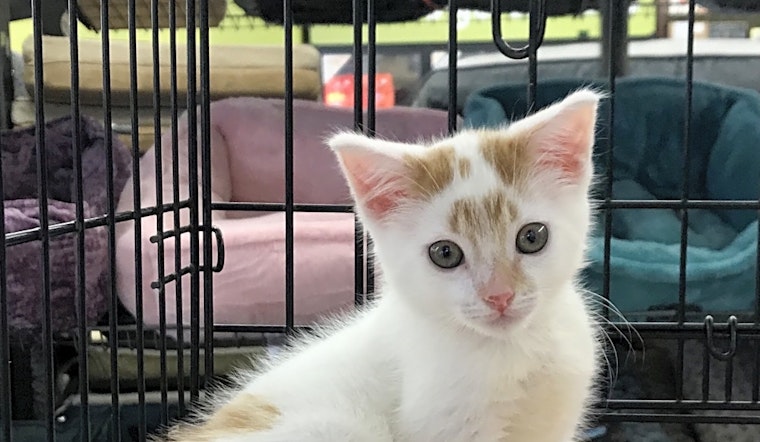 7 fluffy felines to adopt now in Oakland