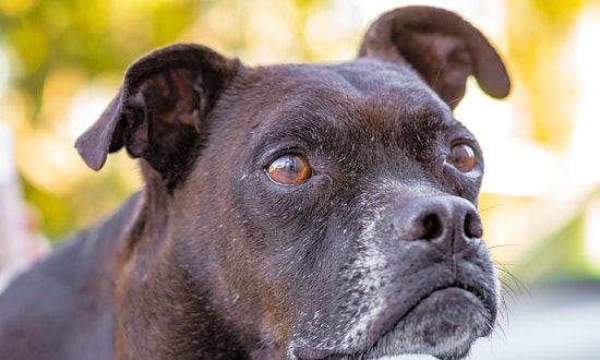 Want to adopt a pet? Here are 5 lovable pups to adopt now in San Francisco
