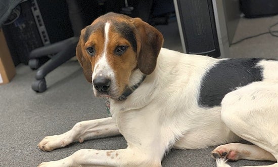 7 cuddly canines to adopt now in Cleveland