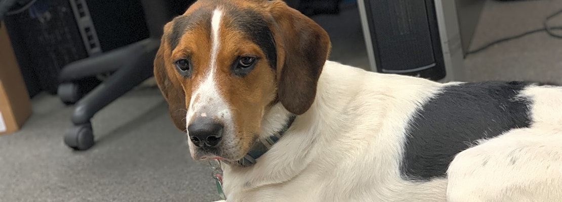 7 cuddly canines to adopt now in Cleveland