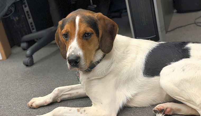 7 cuddly canines to adopt now in Cleveland