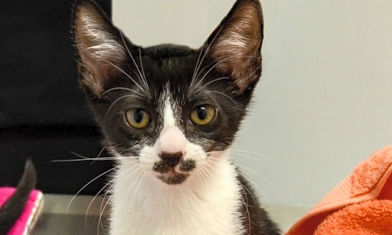 These Durham-based kittens are up for adoption and in need of a good home