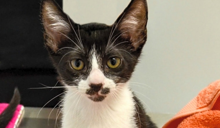 These Durham-based kittens are up for adoption and in need of a good home