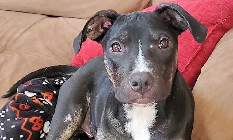 Always wanted a pet? Here are 6 cuddly canines to adopt now in Dallas