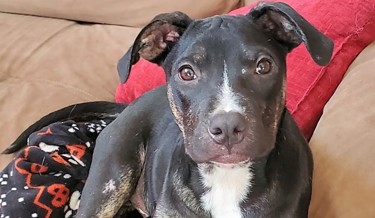 Always wanted a pet? Here are 6 cuddly canines to adopt now in Dallas