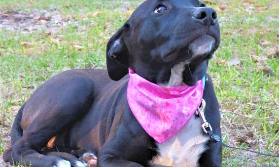 Want to adopt a pet? Here are 6 delightful doggies to adopt now in Jacksonville