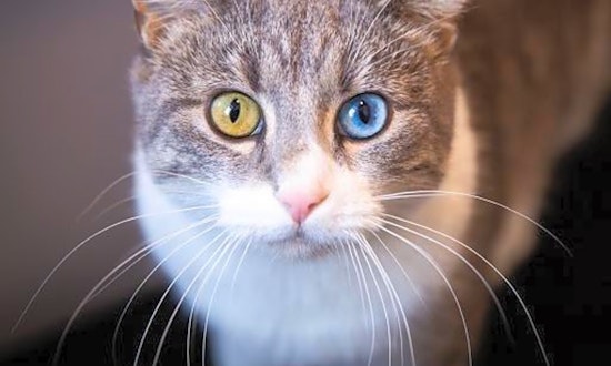 7 charming cats to adopt now in St. Louis