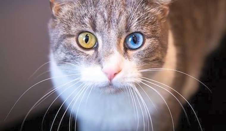 7 charming cats to adopt now in St. Louis