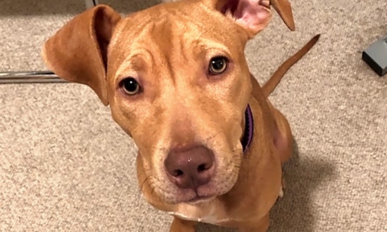 Looking to adopt a pet? Here are 4 precious puppies to adopt now in Los Angeles