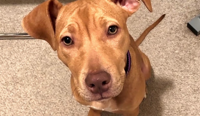 Looking to adopt a pet? Here are 4 precious puppies to adopt now in Los Angeles