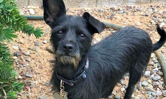 7 lovable pups to adopt now in Phoenix
