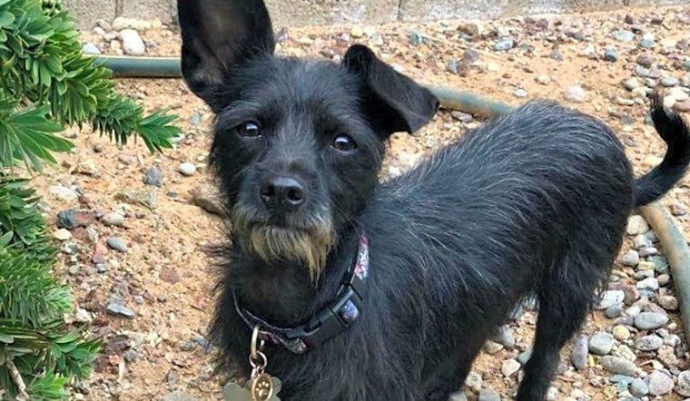 7 lovable pups to adopt now in Phoenix
