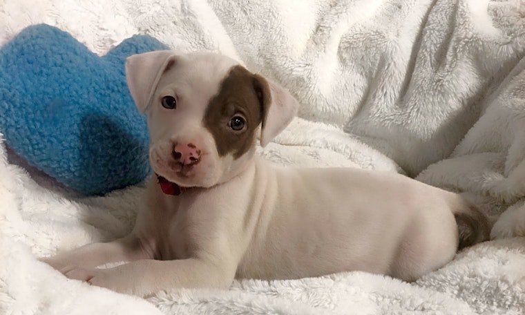 These Detroit-based puppies are up for adoption and in need of a good home