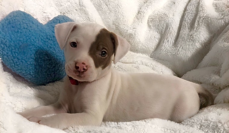 These Detroit-based puppies are up for adoption and in need of a good home