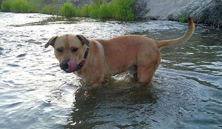 Looking to adopt a pet? Here are 6 delightful doggies to adopt now in Fresno