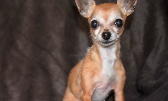 6 cuddly canines to adopt now in Henderson