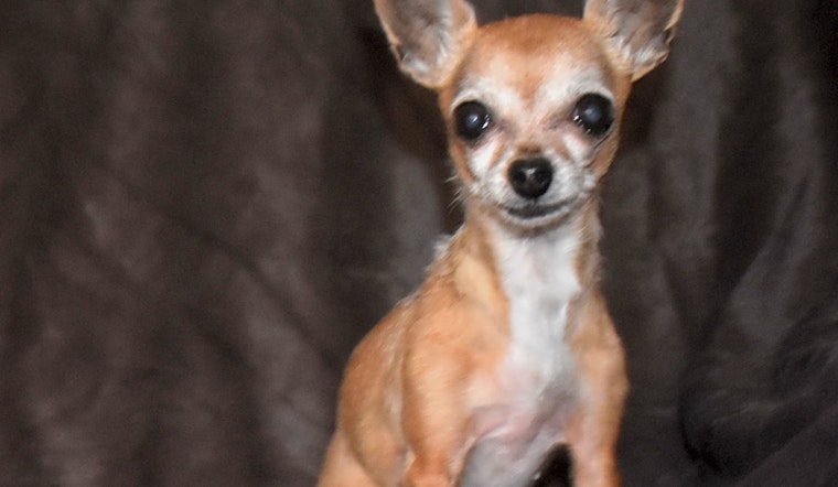 6 cuddly canines to adopt now in Henderson