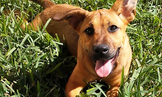 Looking to adopt a pet? Here are 5 cuddly canines to adopt now in Houston