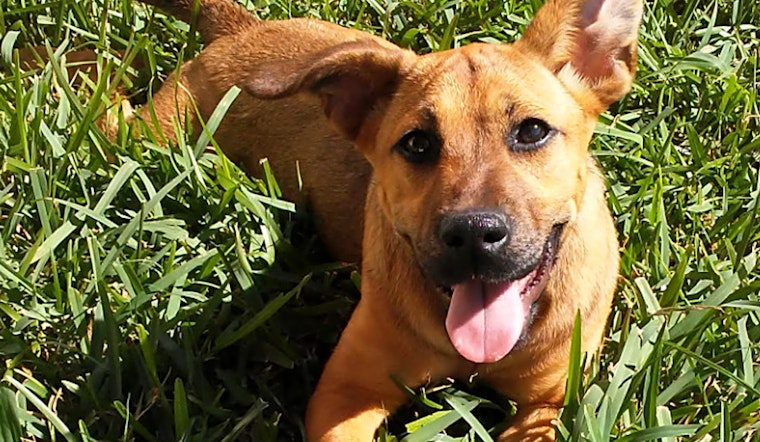 Looking to adopt a pet? Here are 5 cuddly canines to adopt now in Houston