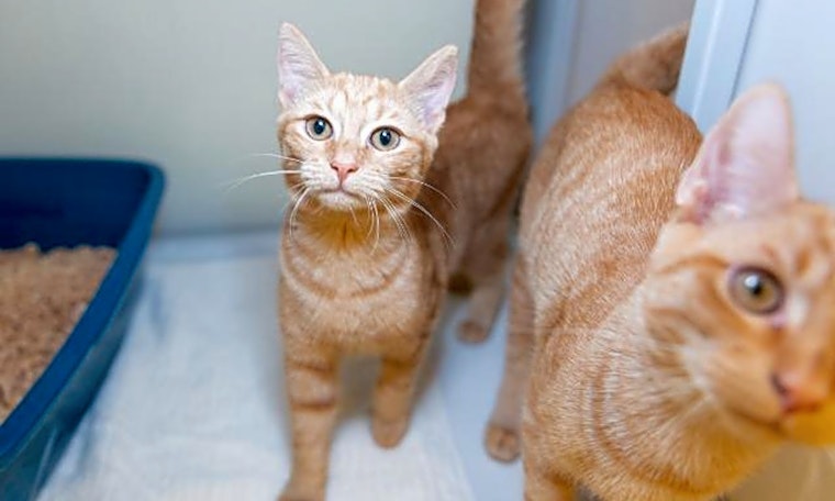 6 fluffy felines to adopt now in Raleigh