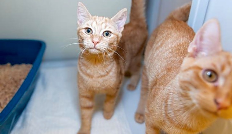 6 fluffy felines to adopt now in Raleigh