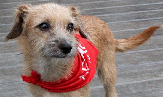 These Cincinnati-based puppies are up for adoption and in need of a good home